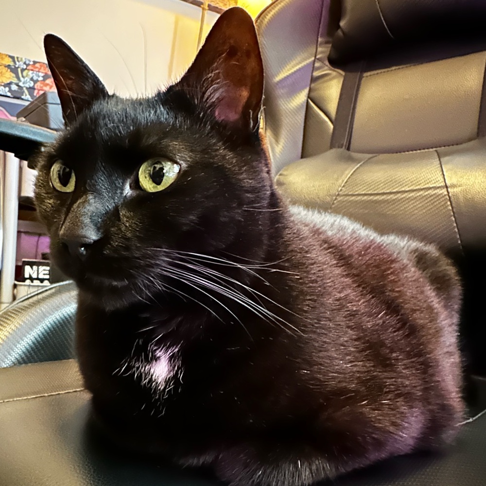 🍍𝑨𝑹𝑺𝑰 𝒊𝒔 𝑳𝒊𝒗𝒆‼️🦁 Come join the live fun!! - Picture 4 of 17